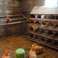 Ventilación DIY en el gallinero en invierno: los mejores esquemas y sutilezas de arreglo