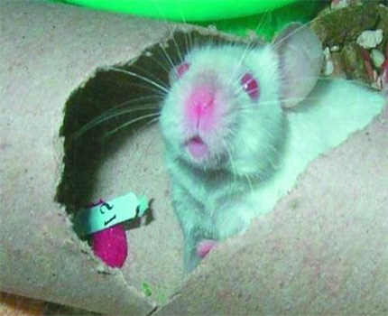 Poškození izolace potrubí myší