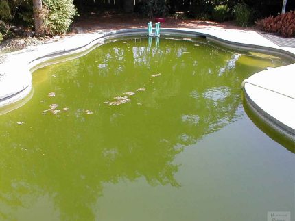 Contaminació de la piscina