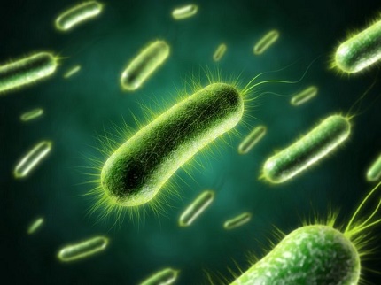 Kādas baktērijas izskatās mikroskopā