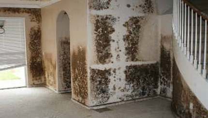 Drywall y molde