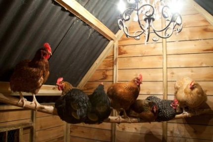 Microclimate in the chicken coop