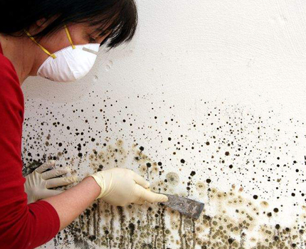 La moisissure gâche les murs
