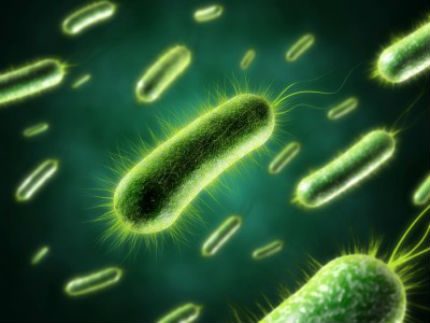 Bakterie zawarte w bioaktywatorach