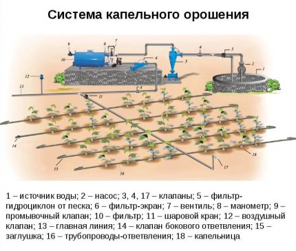 Schéma du système d'irrigation goutte à goutte