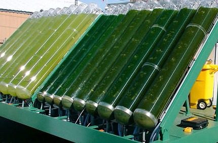 Biocombustible de algas
