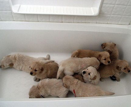 Gyvūnų maudymas akrilo vonioje