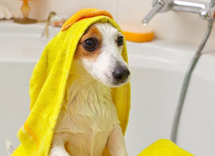 Bañando animales
