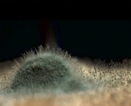 Slik ser en koloni av mugg ut når den forstørres flere hundre ganger