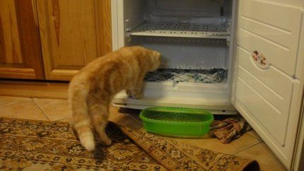 Du måste tina upp kylskåpet på rätt sätt