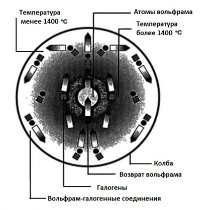 El esquema del ciclo halógeno-tungsteno