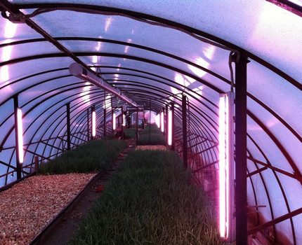 Zářivka ve skleníku