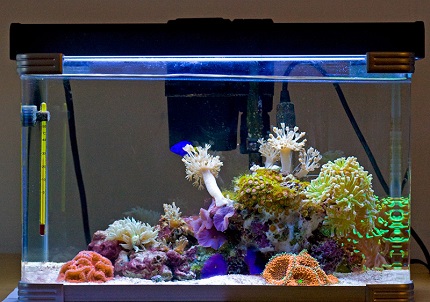 Rétro-éclairage d'aquarium