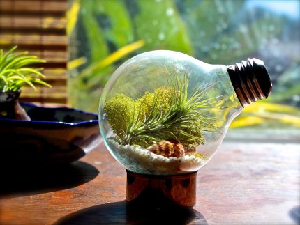Mini terrarium in a light bulb