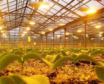 Sodium lamps for lighting greenhouses