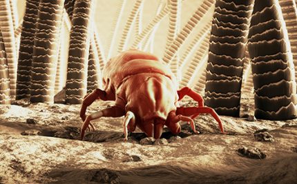 Larger image of the dust mite