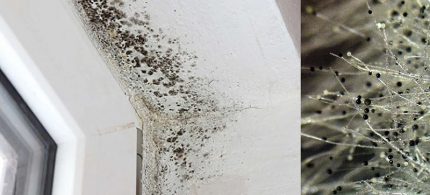 Mold in the apartment