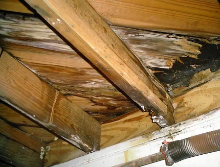 Svart mold på loftet i et hus