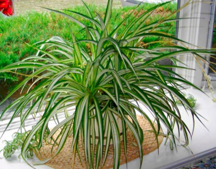 Chlorophytum plant op de vensterbank