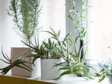 Növények az ablakpárkányon