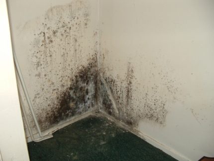 Mold on the wall in the apartment