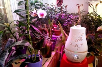 Luftfuktare i ett hem växthus